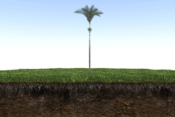 palm tree on the grass and a slice of soil under it, 3d render
