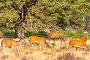 Deer, Red Deer. Mammals - 532418675