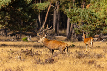 Deer, Red Deer. Mammals - 532418899