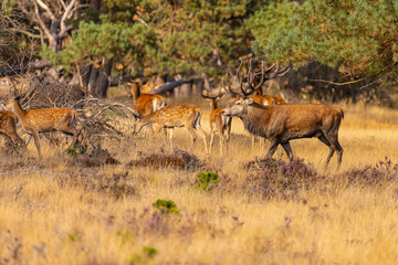 Deer, Red Deer. Mammals - 532419052