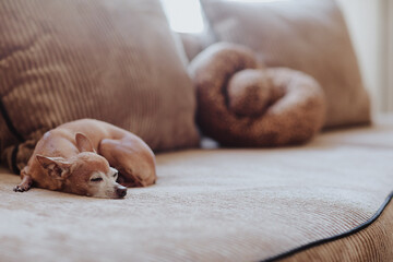 Cute chihuahua pet is laying on the sofa at home. Copy space.