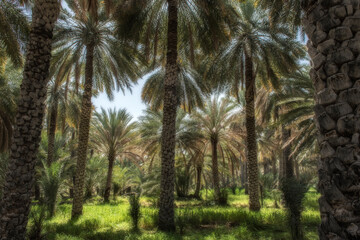 Date palm plantage in Oman.