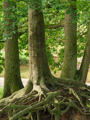Wandern an der Berkel bei Vreden im Münsterland