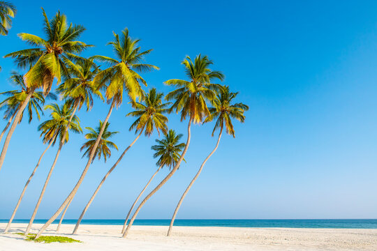 White sand beach with palmtrees in the south of Oman.