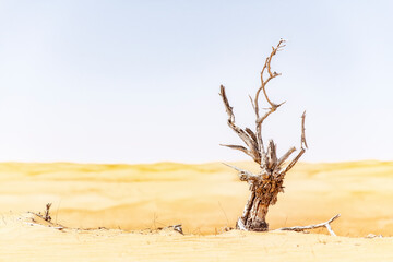Dead tree in the Wahiba Sands desert in Oman.