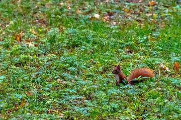 Wild Eurasian red squirrel (Sciurus vulgaris) in Kampinos National Park, Masovia, Poland
