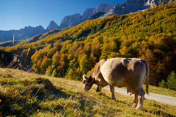 Fototapeta na wymiar Cow in the Pyrenees