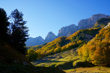 Autumn forest in the Pyrenees