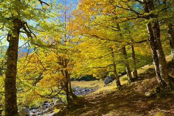 Autumn forest in the Pyrenees
