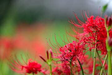 秋のお彼岸に咲く真っ赤な彼岸花