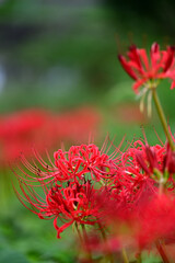 秋のお彼岸に咲く真っ赤な彼岸花