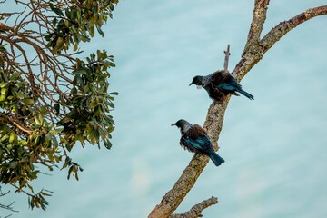 Two male Tui birds sitting on the branch at Musick Point, Buklands Beach, Auckland, New Zealand