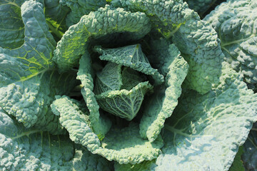 Savoy cabbage leaves. Close-up. Natural farming, healthy products