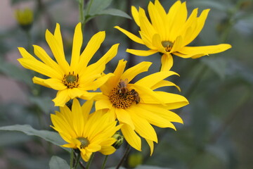 gaisblatt