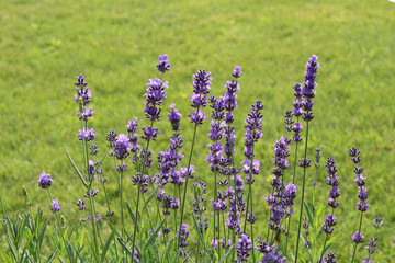 Close-up of lavender flowers on green grass background.
