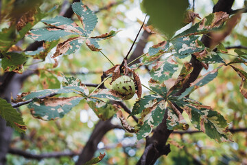 Withering chestnut leaves and ripe chestnut fruit