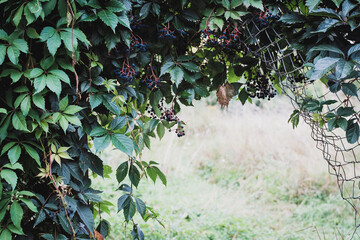 A fence overgrown with blue grapes. Autumn season