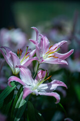 The softness and brightness of pink lilies. Blooming in a field of tulips in the garden with a blurred background and soft sunlight. For landscape flower posters, wallpaper or holiday cards. Spring fl