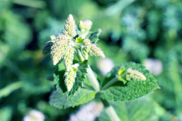 Blooming mint in a summer garden