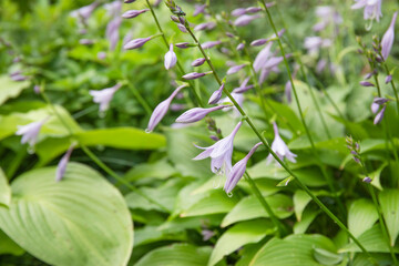 A variegated hosta plant growing in the garden