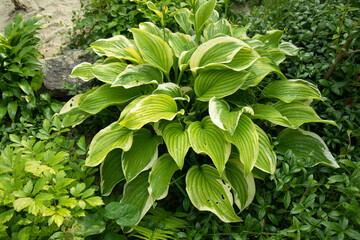 A variegated hosta plant growing in the garden