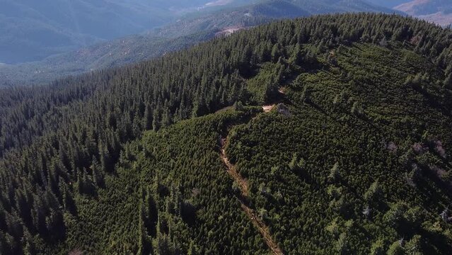 Drone footage of Carpathian mountain overgrown with green coniferous forest with a trail inside on a sunny autumn day