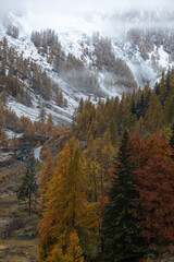 Autumn foliage.
Typically mountain autumn landscape with colored foliage, snow and foggy; Italy, Soana Valley.