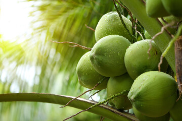 Fototapeta premium Young coconut fruits with water droplets on tree.