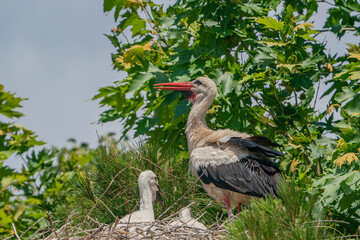 Female White Stork (Ciconia ciconia) waiting for her young in the nest