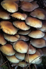 Champignons
