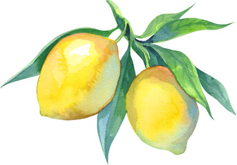 Watercolor fruit texture