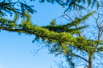Atlas Cedar Branch