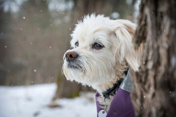 In winter, on the street in a snow-covered park, a lap dog is standing in clothes.