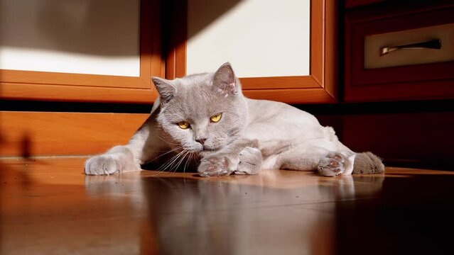 Gray British Fluffy Cat Licking, Washing Fur in the Rays of Sunlight on Floor. Scottish pet with green eyes cleans fur with tongue in morning at dawn, in the shine of sun and a black shadow. Grooming.
