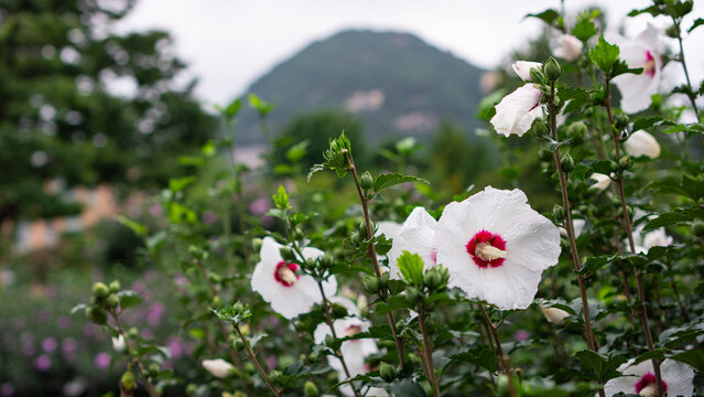 Hibiscus Syriacus With Raindrops