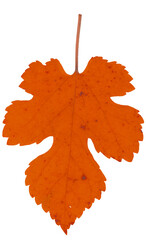 Fall orange mulberry leaf close up isolated flat