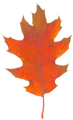 Fall orange brown oak leaf isolated flat photo
