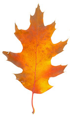 Fall orange brown oak leaf isolated flat photo