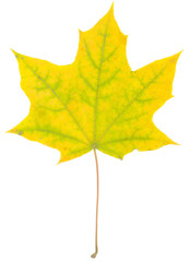  Fall yellow maple leaf close up isolated