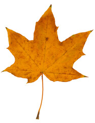 Autumn colors. Fall orange color maple leaf