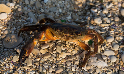 Eriphia verrucosa, sometimes called the warty crab or yellow crab. Black Sea.