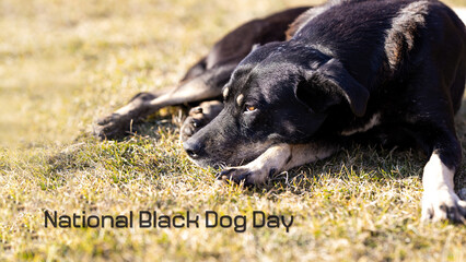 A large black mongrel dog lies on the grass on the lawn. National black dog day concept.