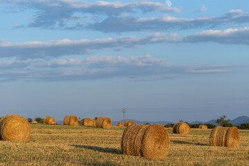 Wheat harvesting. Round bales of straw in the field. Agriculture in mountainous areas.