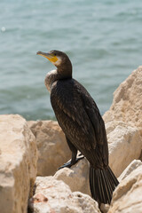 Great Cormorant (Phalacrocorax carbo). Black Sea fauna. Waterfowl close-up.