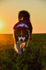 Fototapeta na wymiar Border collie is running in the sunset. Amazing walk in the sun. Amazing evening with sun.