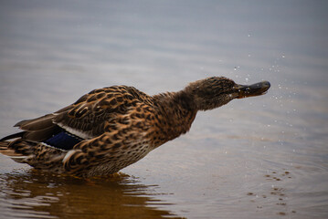 mallard drying itself by shacking water of its head