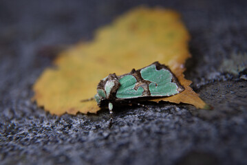 moth laying on a bright yellow leaf, macro photography 