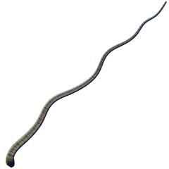 Tentacle CG Illustration with PNG Transparent Background