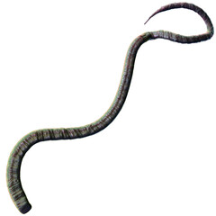 Tentacle CG Illustration with PNG Transparent Background