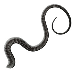 Tentacle CG Illustration with PNG Transparent Background